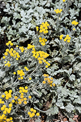 Partridge Feather (Tanacetum densum ssp. amani) at Lakeshore Garden Centres