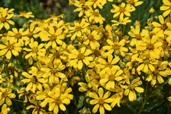 Engelmann's Daisy (Engelmannia peristenia) at Lakeshore Garden Centres