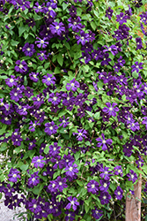 Jackmanii Superba Clematis (Clematis 'Jackmanii Superba') at Peter Knippel Garden Centre