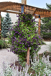 Jackmanii Superba Clematis (Clematis 'Jackmanii Superba') at Peter Knippel Garden Centre