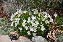 Rapido White Bellflower (Campanula carpatica 'Rapido White') at Peter Knippel Garden Centre