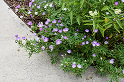 Logan Calhoun Poppy Mallow (Callirhoe alcaoides 'Logan Calhoun') at Lakeshore Garden Centres