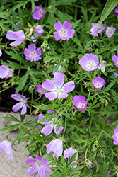 Logan Calhoun Poppy Mallow (Callirhoe alcaoides 'Logan Calhoun') at Lakeshore Garden Centres