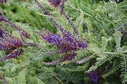 Wild Indigo Bush (Amorpha canescens) at Lakeshore Garden Centres