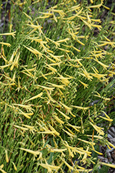 Mersea Yellow Pineleaf Beard Tongue (Penstemon pinifolius 'Mersea Yellow') at Lakeshore Garden Centres