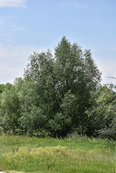 Black Willow (Salix nigra) at Green Thumb Garden Centre