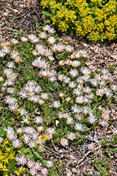 Alan's Apricot Ice Plant (Delosperma 'Alan's Apricot') at Lakeshore Garden Centres