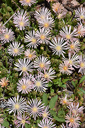 Alan's Apricot Ice Plant (Delosperma 'Alan's Apricot') at Lakeshore Garden Centres