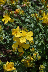 Citrinum St. John's Wort (Hypericum olympicum 'Citrinum') at Lakeshore Garden Centres