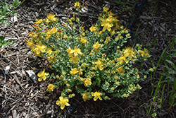 Citrinum St. John's Wort (Hypericum olympicum 'Citrinum') at Lakeshore Garden Centres