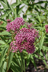 Swamp Milkweed (Asclepias incarnata) at Peter Knippel Garden Centre