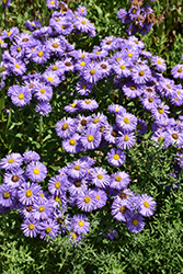 Aspen Fleabane (Erigeron speciosus) at Lakeshore Garden Centres