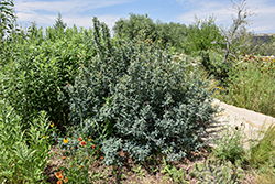 Fremont Barberry (Berberis fremontii) at Lakeshore Garden Centres