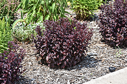 Dark Magic Stonecrop (Sedum telephium 'Dark Magic') at A Very Successful Garden Center