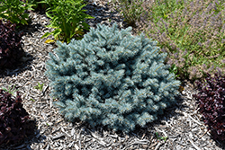 St. Mary's Broom Creeping Blue Spruce (Picea pungens 'St. Mary's Broom') at Lakeshore Garden Centres