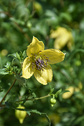 Mongolian Gold Clematis (Clematis fruticosa 'Mongolian Gold') at Lakeshore Garden Centres