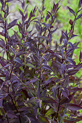 Lady In Black Calico Aster (Symphyotrichum lateriflorum 'Lady In Black') at Lakeshore Garden Centres