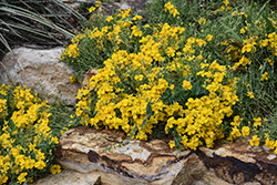 Gold On Blue Zinnia (Zinnia grandiflora 'Gold On Blue') at Lakeshore Garden Centres