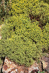 Mountain Alyssum (Alyssum montanum) at Lakeshore Garden Centres