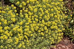 Mountain Alyssum (Alyssum montanum) at Lakeshore Garden Centres