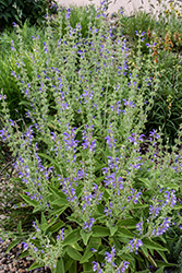 Olympus Gold Leaf Sage (Salvia chrysophylla 'Olympus Gold Leaf') at Lakeshore Garden Centres