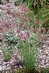 Coral Canyon Twinspur (Diascia integerrima 'P009S') at Lakeshore Garden Centres