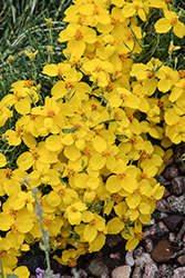 Gold On Blue Zinnia (Zinnia grandiflora 'Gold On Blue') at Lakeshore Garden Centres
