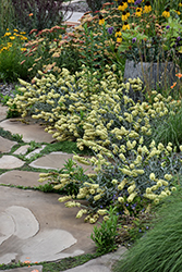 Ironwort (Sideritis syriaca) at Lakeshore Garden Centres