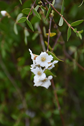 Littleleaf Mockorange (Philadelphus microphyllus) at Lakeshore Garden Centres