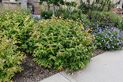 Bush Honeysuckle (Diervilla lonicera) at Peter Knippel Garden Centre