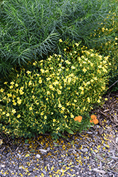 Dwarf Perennial Flax (Linum flavum 'Compactum') at Lakeshore Garden Centres