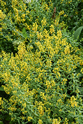 Common Woadwaxen (Genista tinctoria) at Lakeshore Garden Centres