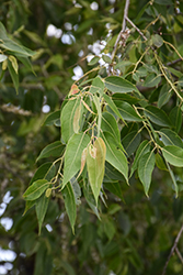 Peach-Leaved Willow (Salix amygdaloides) at Lakeshore Garden Centres