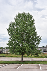 Lanceleaf Poplar (Populus x acuminata) at Lakeshore Garden Centres