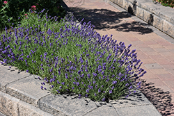 Munstead Lavender (Lavandula angustifolia 'Munstead') at Peter Knippel Garden Centre