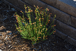 SteppeSuns Sunset Glow Pineleaf Beard Tongue (Penstemon pinifolius 'P019S') at Lakeshore Garden Centres