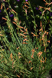SteppeSuns Sunset Glow Pineleaf Beard Tongue (Penstemon pinifolius 'P019S') at Lakeshore Garden Centres