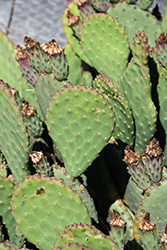 Beavertail Prickly Pear Cactus (Opuntia basilaris) at Lakeshore Garden Centres