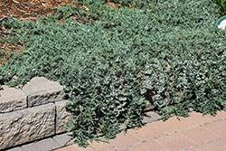 Blue Rug Juniper (Juniperus horizontalis 'Wiltonii') at Peter Knippel Garden Centre