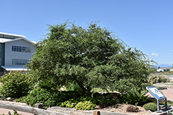 Russian Hawthorn (Crataegus ambigua) at Lakeshore Garden Centres