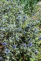 Blue Cap Sea Holly (Eryngium planum 'Blaukappe') at Lakeshore Garden Centres
