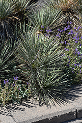 Harriman's Yucca (Yucca harrimaniae) at Lakeshore Garden Centres