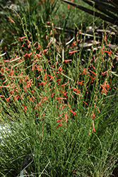 SteppeSuns Sunset Glow Pineleaf Beard Tongue (Penstemon pinifolius 'P019S') at Lakeshore Garden Centres
