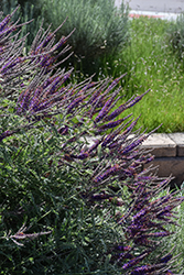 Wild Indigo Bush (Amorpha canescens) at Lakeshore Garden Centres