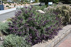 Wild Indigo Bush (Amorpha canescens) at Lakeshore Garden Centres
