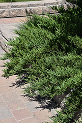 Tam Juniper (Juniperus sabina 'Tamariscifolia') at Peter Knippel Garden Centre