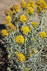 Baby Blue Rabbitbrush (Ericameria nauseosa 'Baby Blue') at Lakeshore Garden Centres