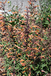 Coronado Hyssop (Agastache aurantiaca 'Coronado') at Lakeshore Garden Centres