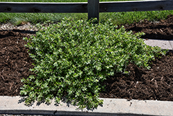 Autumn Amber Creeping Sumac (Rhus trilobata 'Autumn Amber') at Lakeshore Garden Centres