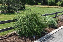 Sungari Redbead Cotoneaster (Cotoneaster racemiflorus var. soongoricus) at Lakeshore Garden Centres